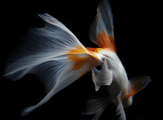 Cá Koi bướm – Đôi cánh thiên thần tung tăng giữa dòng nước