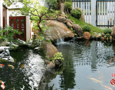 Mách Bạn Địa Chỉ Thiết Kế Hồ Cá Koi Chuyên Nghiệp Nhất Tại Tphcm