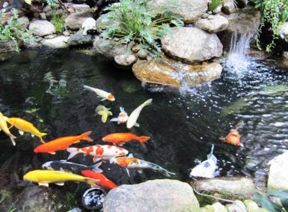 Cách nuôi cá Koi đơn giản, khoa học giúp cá lớn nhanh, mãn nhãn