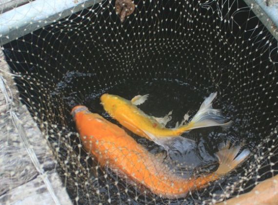 Độc đáo nuôi cá Koi Nhật trong lồng bè trên sông Trà Khúc