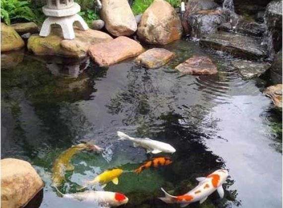 Bạn muốn sở hữu hồ cá koi đẹp bình chánh ? Alo Phú Tài Đạt nhé