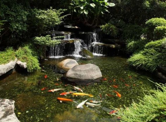 Những loài cá nào thích hợp nuôi trong hòn non bộ