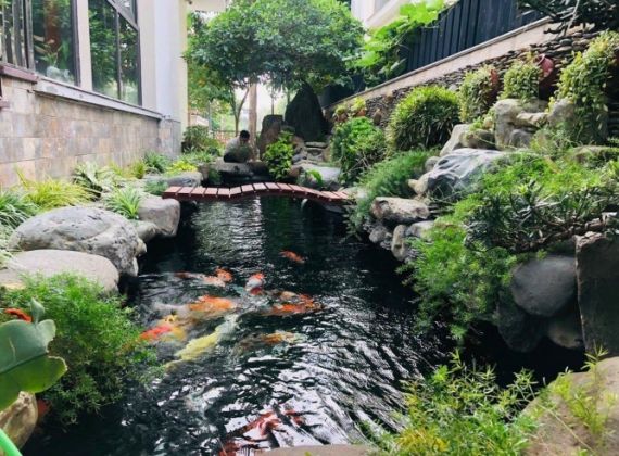 Không muốn rời mắt với những mẫu thi công hồ cá koi sân vườn đẹp mê ly