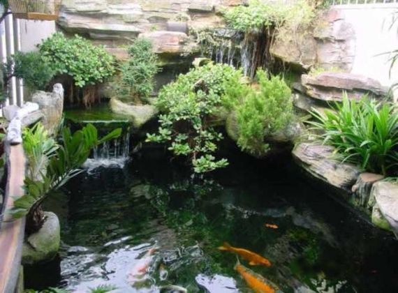 Cách thả cá Koi không chết khi thả vào hồ bể mới