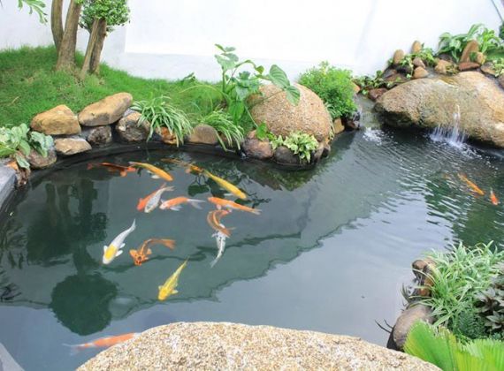 Khám phá ngay đặc điểm nổi bật của hồ cá koi mini sân vườn đẹp