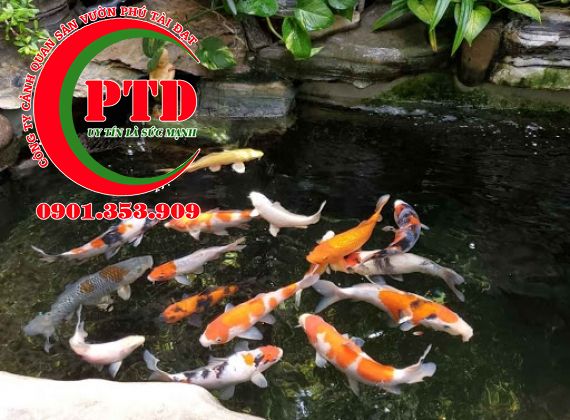 Dịch Vụ Cải Tạo Hồ Cá Koi Uy Tín TPHCM: Giải Pháp Toàn Diện 2026