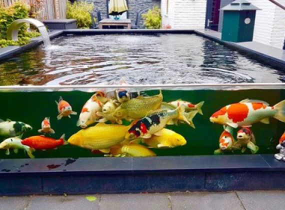 Các lỗi thường gặp khi nuôi cá Koi