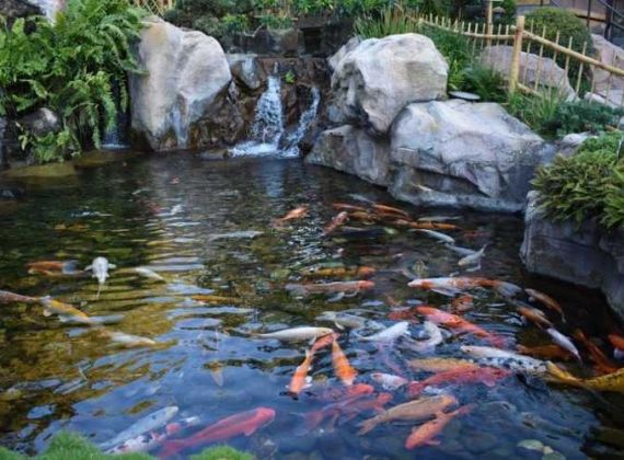 VỊ TRÍ THI CÔNG THIẾT KẾ HỒ CÁ KOI THÍCH HỢP NHẤT