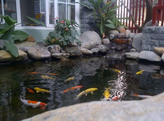 Kỹ Thuật Nhân Giống Cá Koi Như Thế Nào Hiệu Quả Nhất?