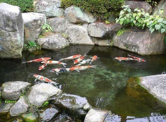 Nhận Thiết Kế Thi Công Hồ Cá Koi Hóc Môn Đẹp | Độc Đáo Nhất