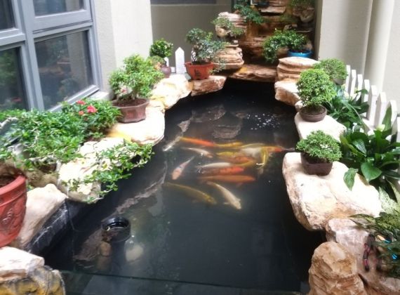 Liên hệ ngay đơn vị thiết kế thi công hòn non bộ nuôi cá Koi