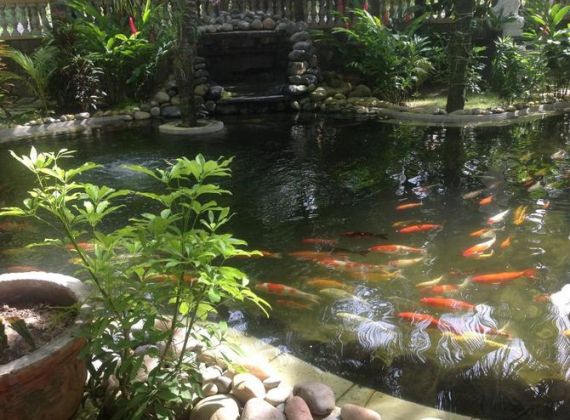 Gợi Ý Đơn Vị Thi Công Hồ Cá Koi Hóc Môn Chuyên Nghiệp