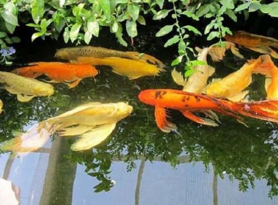 Hướng dẫn cách chăm sóc cá Koi chi tiết nhất