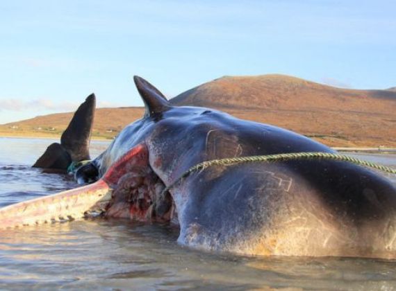 Con cá voi chết bên bờ biển Scotland với 100 kg rác thải trong bụng