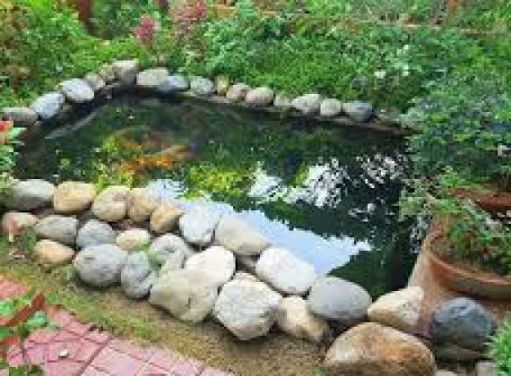 Thi công và thiết kế hồ cá Koi quận 9 đạt chuẩn kỹ thuật Nhật Bản