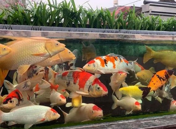 MÁCH BẠN NƠI CẢI TẠO HỒ CÁ KOI SÂN THƯỢNG CHUYÊN NGHIỆP