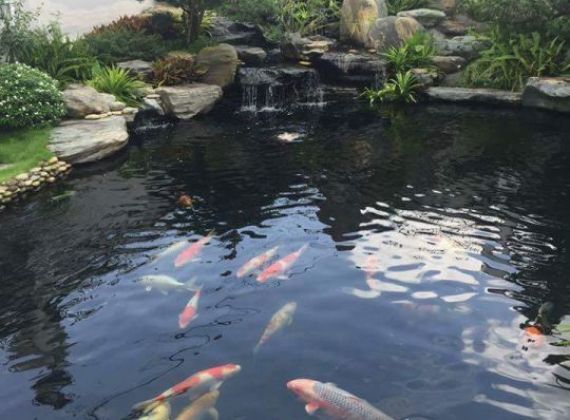 Những giá trị thực khi thiết kế hồ cá Koi