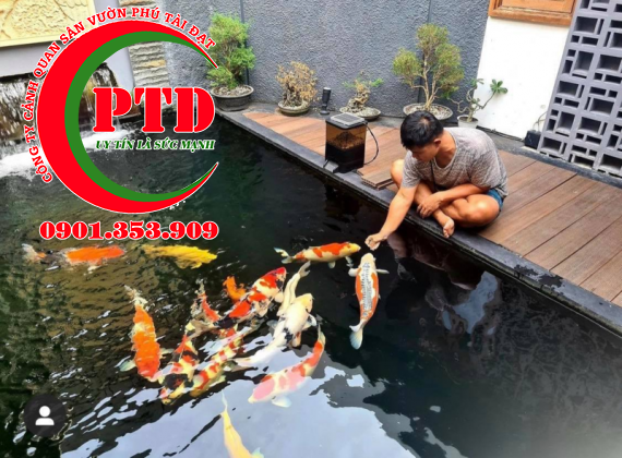 Cách tạo vi sinh cho hồ cá Koi đúng cách nhất