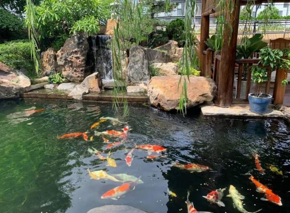 Xu hướng thi công hồ cá Koi mini trong nhà hiện nay