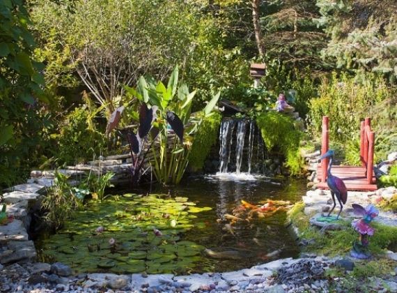 ĐỊA CHỈ TƯ VẤN THIẾT KẾ HỒ CÁ KOI HỢP PHONG THỦY BẠN NÊN BIẾT