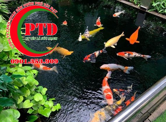 Kinh nghiệm cải tạo hồ cá Koi: Từ A-Z để hồ bền đẹp, cá khỏe (2026)