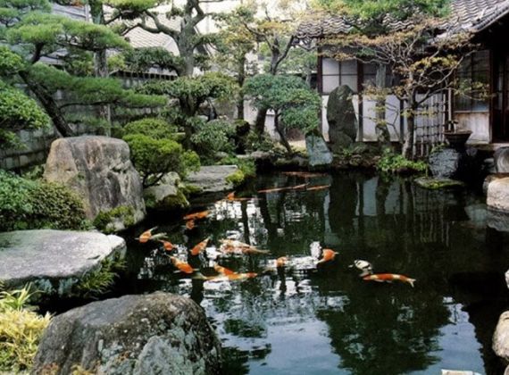 Nguyên lý hoạt động của hồ cá koi là gì?