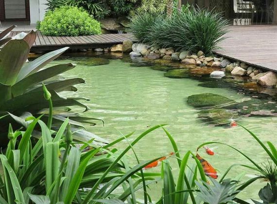 Các tiêu chuẩn thiết kế hồ cá koi đẹp tphcm cần những gì?