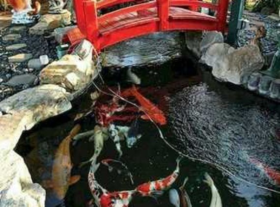 Bật mí bí kíp nuôi cá koi trong bể kính