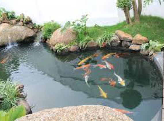 Xây dựng và thiết kế hồ cá Koi quận 10 theo yêu cầu