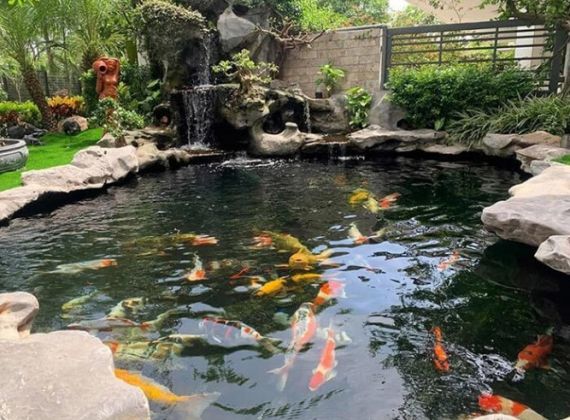 Phú Tài Đạt - Đơn vị thi công hồ cá koi Gò Vấp uy tín