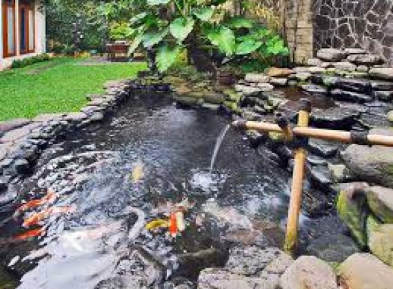 Thiết kế hồ cá Koi quận 7 chuẩn kỹ thuật cho các công trình sân vườn