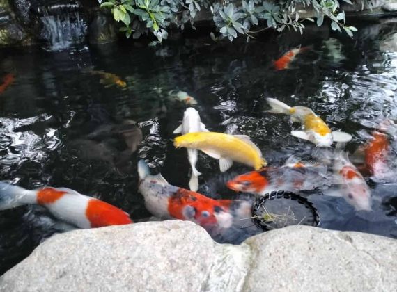 Xử lý hồ cá Koi mới xây xong như thế nào? Hiệu quả, an toàn