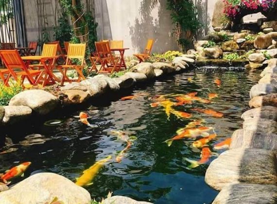 Cách vệ sinh hồ cá Koi đúng tiêu chuẩn