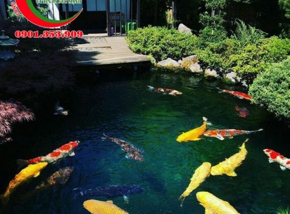 Thi công hồ cá koi Hóc Môn theo chuẩn phong thủy 