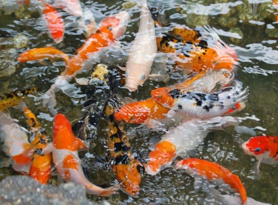 Tim hiểu về giá trị kinh tế của loài cá Koi được thả xuống sông Tô Lịch