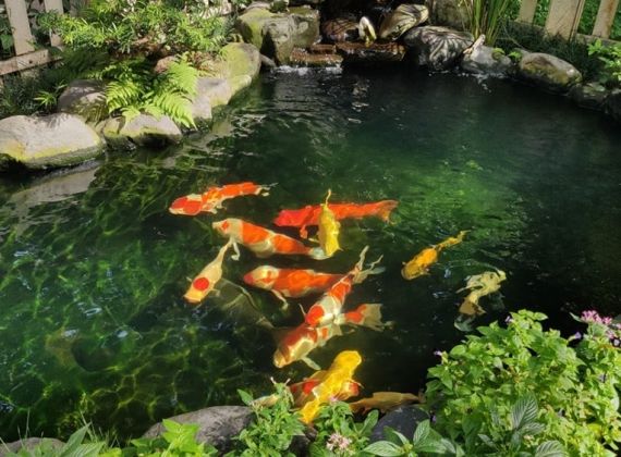 Khám phá một số lợi ích nổi bật mà hồ cá Koi mang lại