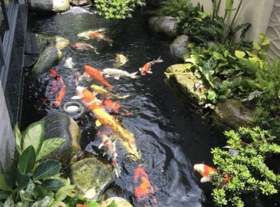 Địa Chỉ Thiết Kế Và Thi Công Hồ Cá Koi Mang Nhiều Tài Lộc Cho Gia Chủ
