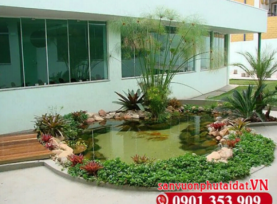 3 nguyên nhân chính khiến cá koi bị nổi đầu và cách xử lý