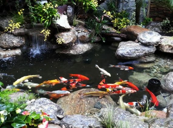 Ý nghĩa phong thủy hồ cá Koi mang lại