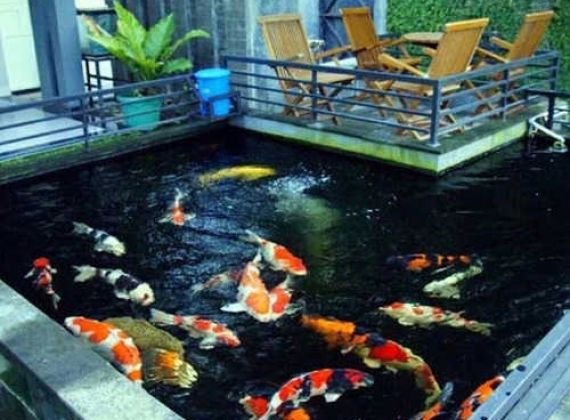 Dịch Vụ Thiết Kế Thi Công Hồ Cá Koi Bình Chánh Đặc Sắc | Thu Hút Nhất