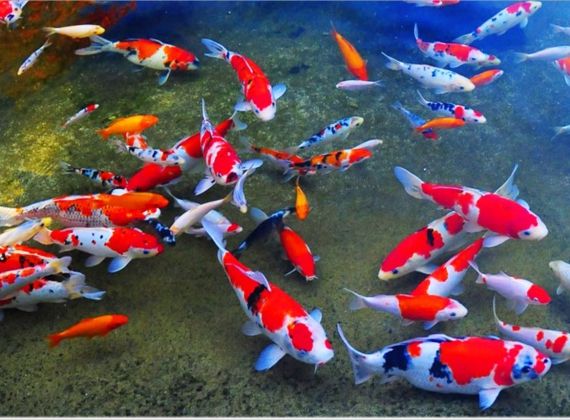 Cách chăm sóc cá koi vào mùa đông đúng cách