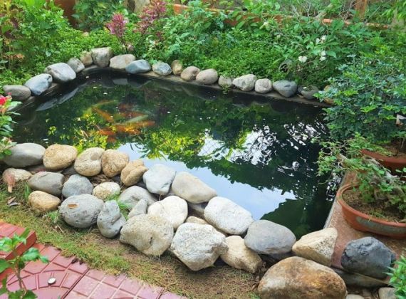 Thiết kế hồ cá koi mini ngoài trời xu hướng mới nhất hiện nay