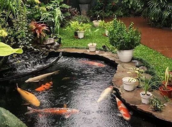 Tìm hiểu về các bước thiết kế hồ cá Koi mini tại nhà
