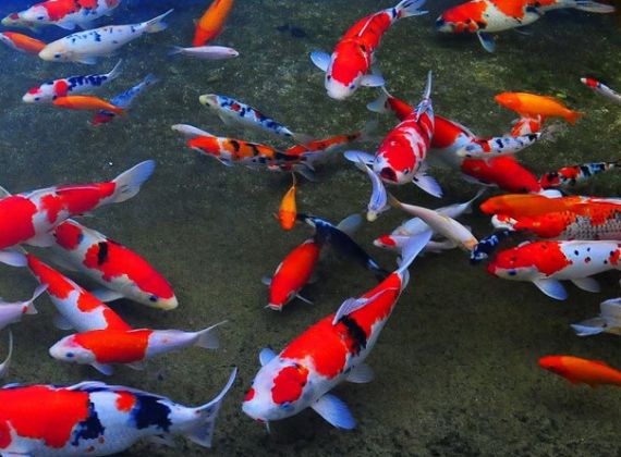 Bạn đã biết cách nuôi cá Koi khoa học?