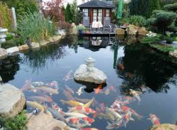 Thiết kế và thi công hồ cá koi Thủ Đức chuyên nghiệp