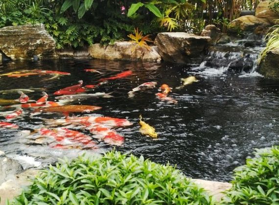 Làm hồ cá Koi phong thủy đẹp ở đâu thì uy tín chất lượng?