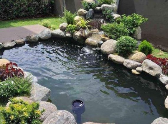 Tìm hiểu về dịch vụ thi công hồ cá koi giá rẻ TPHCM