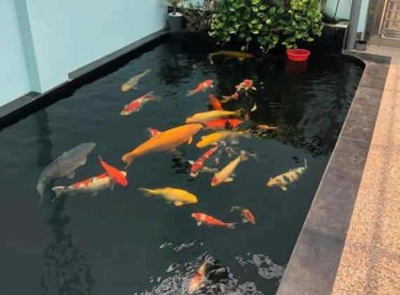 Thiết kế và thi công hồ cá koi phong cách hiện đại tại Phú Tài Đạt