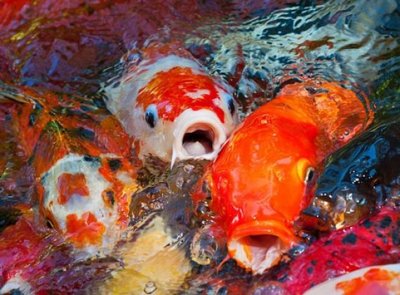 Cách nuôi cá Koi đơn giản, khoa học giúp cá lớn nhanh, mãn nhãn