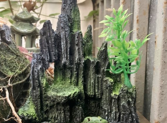 Hòn non bộ mini nuôi cá mang lại những lợi ích tốt nhất